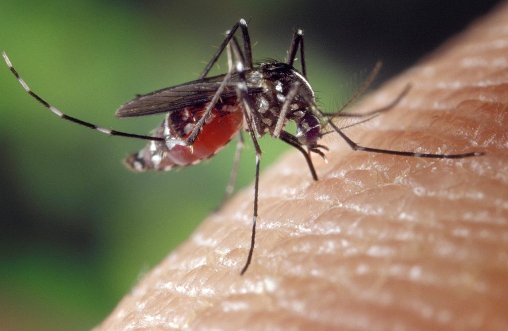 Quels sont les symptômes de la piqûre de moustique ? Vous pouvez demander plus d'informations sur les solutions pour les piqûres de moustiques.